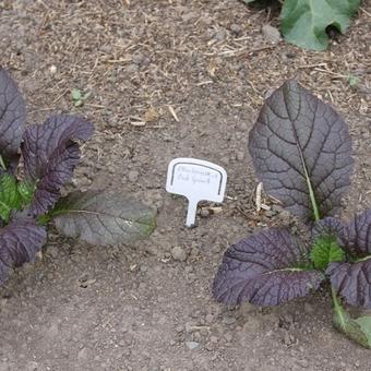 Brassica juncea 'Red Giant'