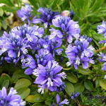 Polygala calcarea 'Lillet' - Vleugeltjesbloem