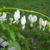 Lamprocapnos spectabilis 'Alba'