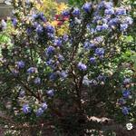 Ceanothus 'Pin Cushion' - Amerikaanse sering