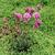 Lychnis alpina 'Rosea'