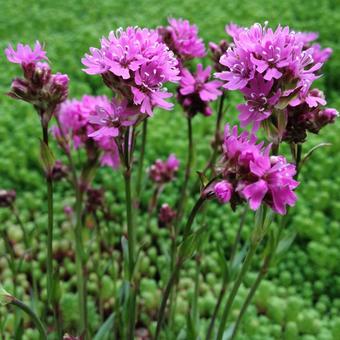 Lychnis alpina 'Rosea'