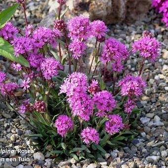 Lychnis alpina 'Rosea'