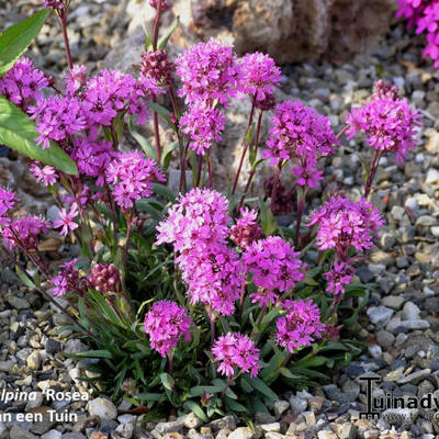 Alpenkoekoeksbloem, Alpenpekanjer - Lychnis alpina 'Rosea'