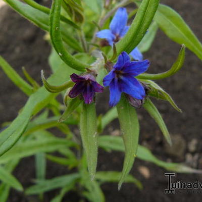 Ruw parelzaad - Buglossoides purpurocaerulea