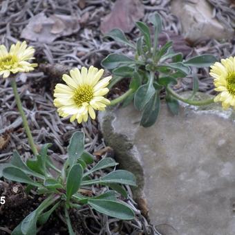 Erigeron flettii