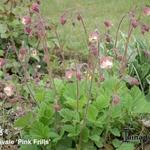 Geum rivale 'Pink Frills' - Nagelkruid