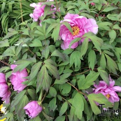 Paeonia suffruticosa - Boompioen