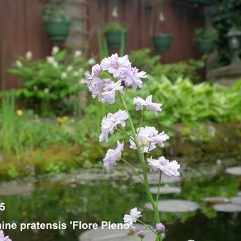 Cardamine pratensis 'Flore Pleno'