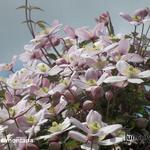 Clematis montana - Bosrank, Bergbosrank