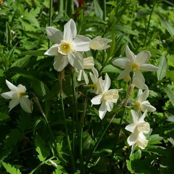 Narcissus 'Sailboat'