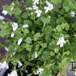 Campanula portenschlagiana 'Ice White' - Klokjesbloem