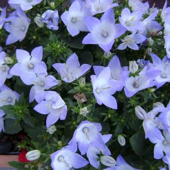 Campanula isophylla 'Berlin Bicolor'