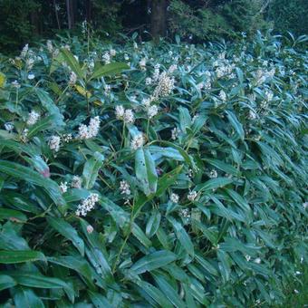 Prunus laurocerasus 'Zabeliana'