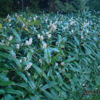 Laurierkers - Prunus laurocerasus 'Zabeliana'