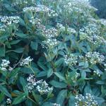 Viburnum x globosum 'Jermyns Globe' - Sneeuwbal