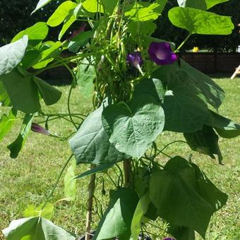 Ipomoea purpurea