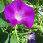 Ipomoea purpurea - Blauwe winde / klimmende winde