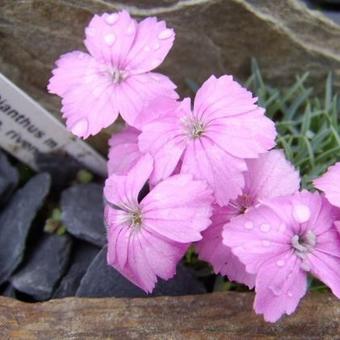 Dianthus microlepis ssp. rivendell