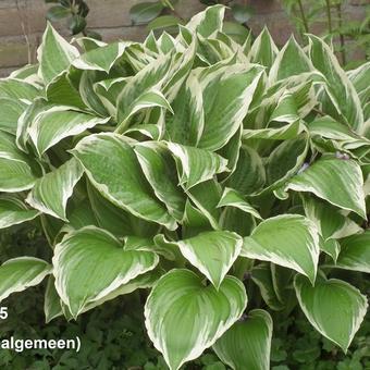 Hosta