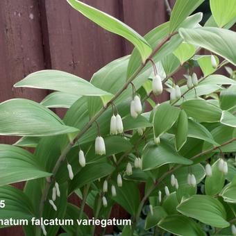 Polygonatum falcatum 'Variegatum'