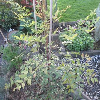 Nandina domestica 'Richmond'