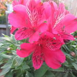 Alstroemeria 'INCA Lolly' - Incalelie