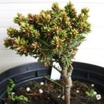 Picea abies 'Minuta' - Fijnspar