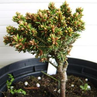 Picea abies 'Minuta'