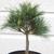 Pinus strobus 'Blue Shag'