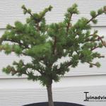 Larix decidua 'Kornik' - Europese lork, Tsjechische lork