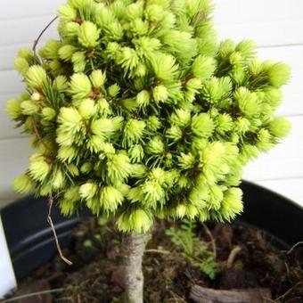 Picea glauca 'Spring Surprise'