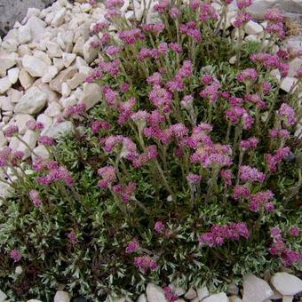 Antennaria dioica 'Roy Davidson'