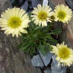 Erigeron flettii - Fijnstraal