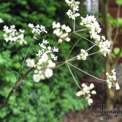 Weidekervel - Anthriscus sylvestris 'Ravenswing'