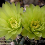 Gymnocalycium andreae - Dwergcactus