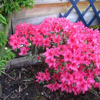 Rhododendron 'Silver Sword'