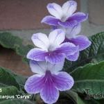 Streptocarpus 'Carys' - Kaapse primula / spiraalvrucht / draaivrucht