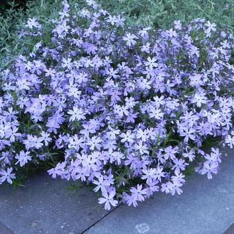 Phlox subulata 'G.F. Wilson'