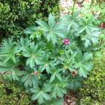 Astrantia major 'Abbey Road' - Zeeuws knopje