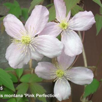 Clematis montana 'Pink Perfection'