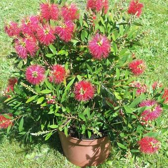 Callistemon laevis