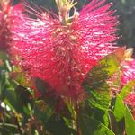 Callistemon laevis - Lampepoetser