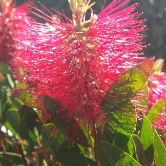 Callistemon laevis