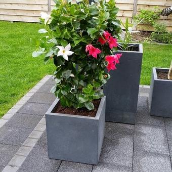 Mandevilla 'SUNDAVILLE Grand Rose'