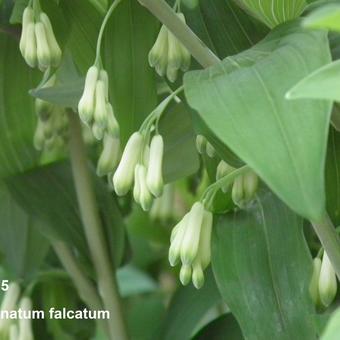 Polygonatum falcatum