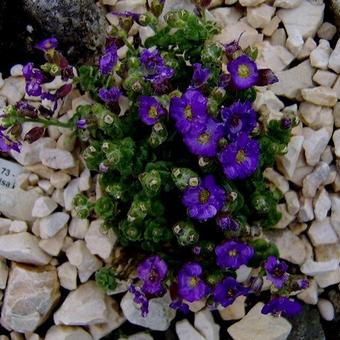 Aubrieta 'Elsa Lancaster'