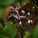 Epimedium acuminatum 'Night Mistress' - 