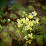 Epimedium x versicolor  'Sulphureum' - Elfenbloem