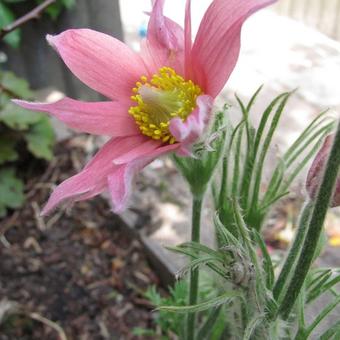 Pulsatilla vulgaris 'Papageno'